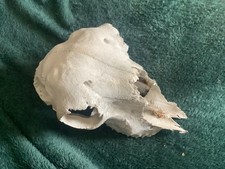 Sheep skull