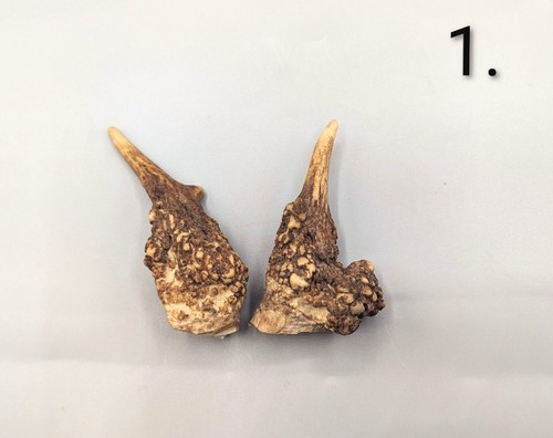 Fallow deer antlers - antlers,, skulls
