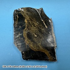 Opalised petrified fossil