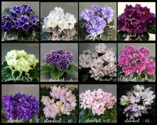 African violet. ☆ LEAVES (