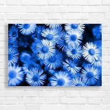 Vibrant Daisy Flower Blue
