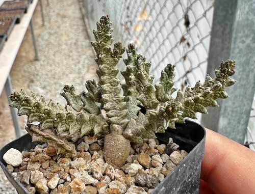 Pseudolithos mccoyi from - , see-d