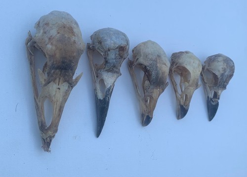 Taxidermy skulls 5 - x,
