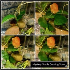 5+1 Mystery Snails - Live