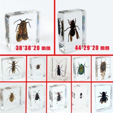 10X Resin Bugs Insects