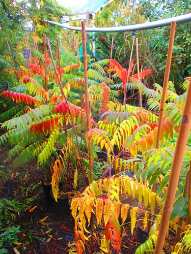 4ft 5ft inc pot staghorn - 4ft-5ft, inc.