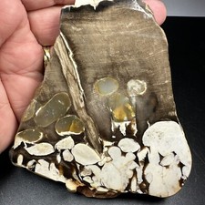 Fossil Petrified Teredo Worm