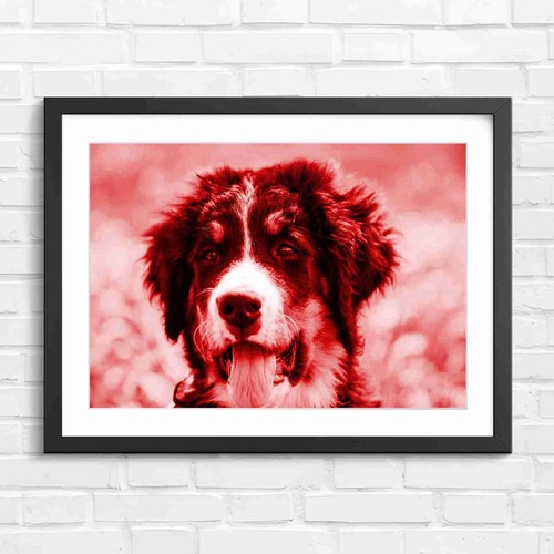 Happy bernese mountain dog - mountain, pup