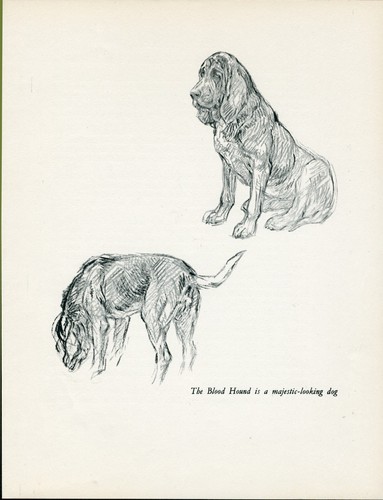 Bloodhound vintage 1937 dog - bloodhound,