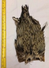 Lot H. Vintage Fly Tying Materials. Cape/ Feathers