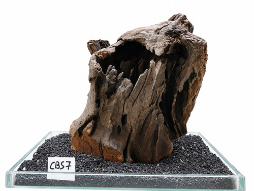 Corbo root cbs7 - root,