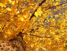 25 SYCAMORE TREE SEEDS, (ACER PSEUDOPLATANUS)  FANTASTIC AUTUMN COLOUR