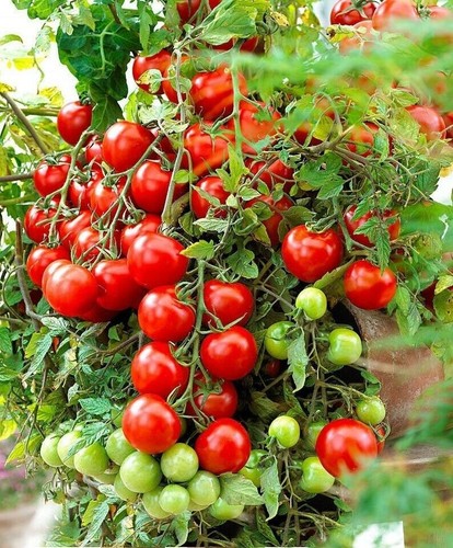 Tomato tumbling tom red 20 - tumbling,