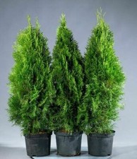 Bushy Thuja occidentalis