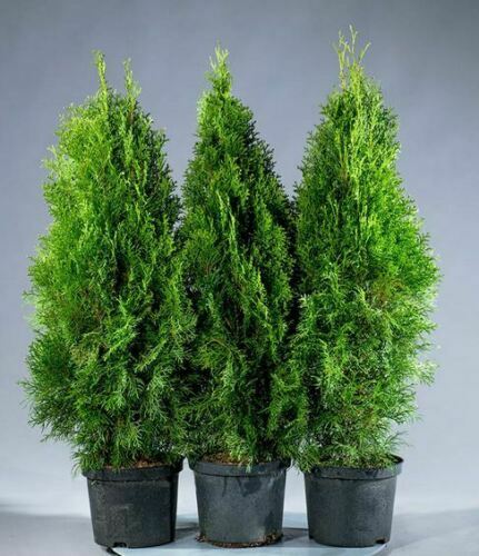 Bushy thuja occidentalis - thuja,