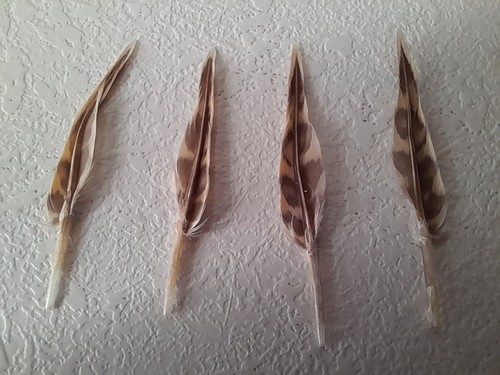 Woodcock pin feathers - woodcock,