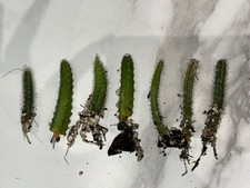 Rat tail cactus - Aporocactus flagelliformis