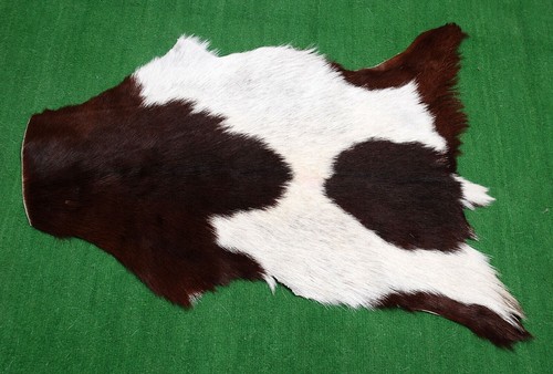 Goat western taxidermy hide - goat,
