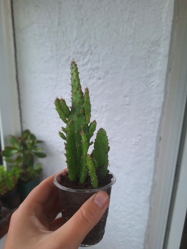 Prickley pear cactus pots - prickley,