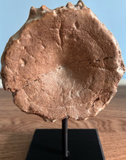 Ichthyosaur vertebra fossil - ichthyosaur,