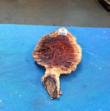 Red Mallee Burl / Burr /