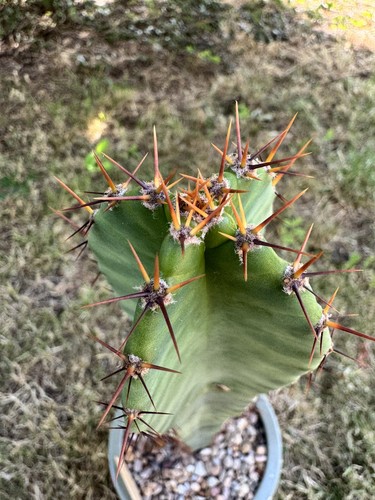 One only cereus peruvianus - cereus,