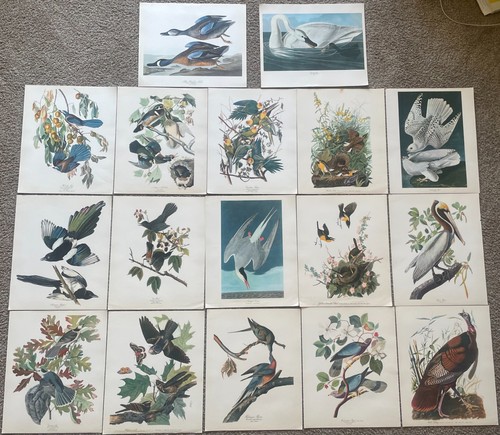 Vintage large audubon bird - large,