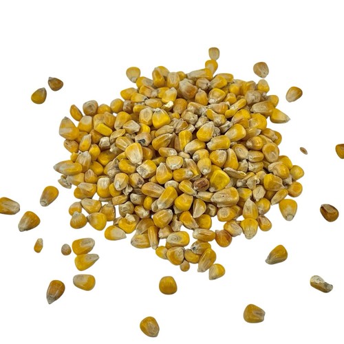 Whole maize seed - whole, carp