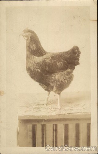 Chicken crate original - crate,