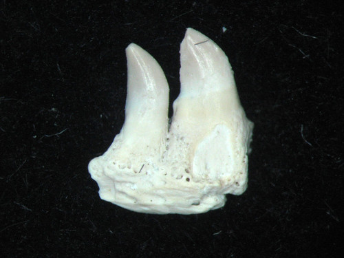 Permian mycterosaurus - permian,