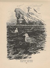Vintage bird print, book plate, illustration, fulmar petrel 