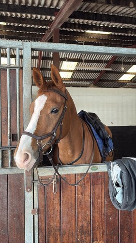 Rambo micklem bridle full - rambo, size