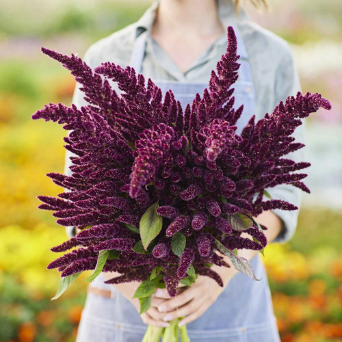 Pygmy torch amaranth - -, 30