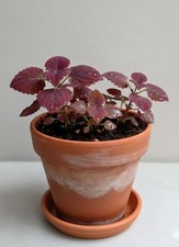 Black Dragon Coleus - 1x Plug