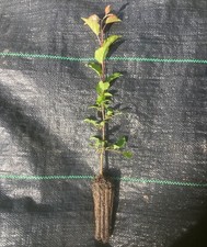 5 x Crab Apple (Malus sylvestris) 20-30cm - Cell Grown