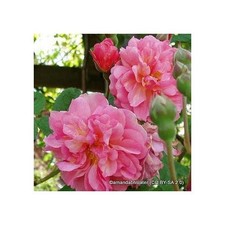 Dorothy Perkins - Rambling