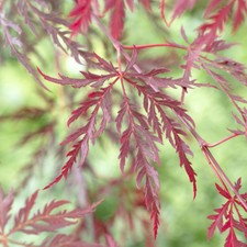 Ornamental Tree, Acer
