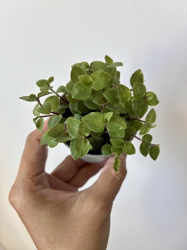Indoor houseplant callisia - indoor,