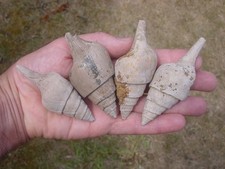 4 Medium Eocene Clavilithes