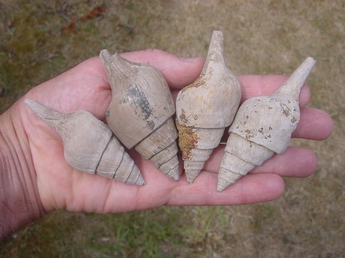 Medium eocene clavilithes - medium,