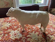 Shebeg Bull Blonde
