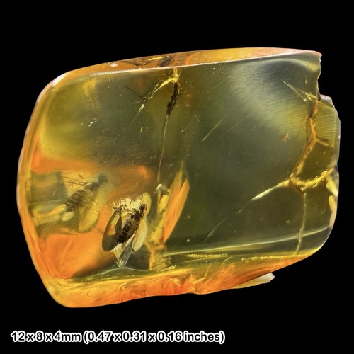 Baltic amber fossil - baltic,