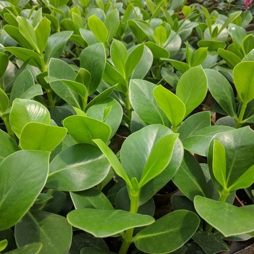 Autograph tree clusia rosea - autograph,