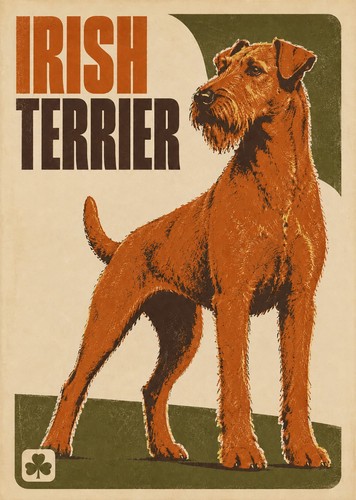 Irish terrier dog print - irish,