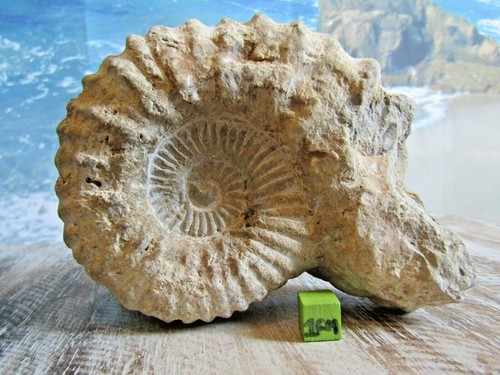 Ammonite white limestone - ammonite,