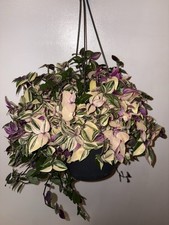 Tradescantia Fluminensis