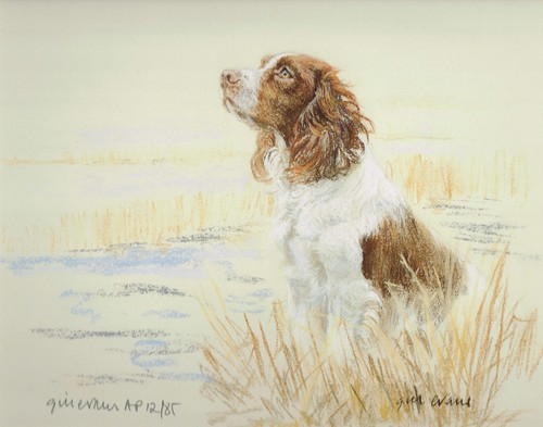 Brown springer spaniel - springer,