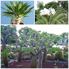 Pachypodium lamerei var. ramosum, Branched Madagascar Palm - 50 Sementes