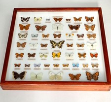 LOVELY COLLECTION OF 47 BRITISH BUTTERFLIES ALL NAMED IN A WATKINS & DONCASTER