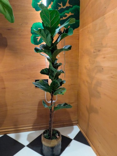 Fiddle leaf fig medium large - fiddle,